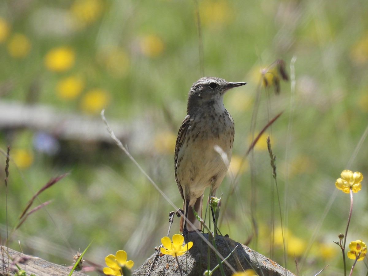 Water Pipit - ML638487158