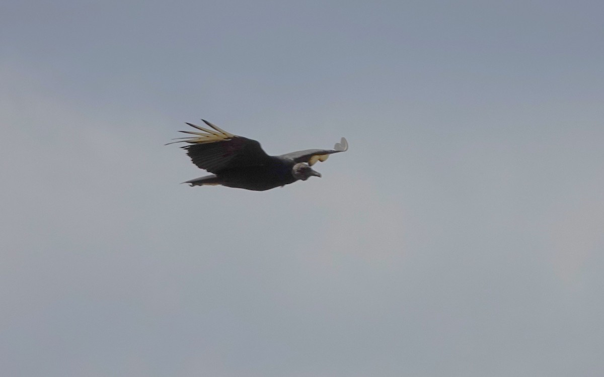 Black Vulture - ML638487159
