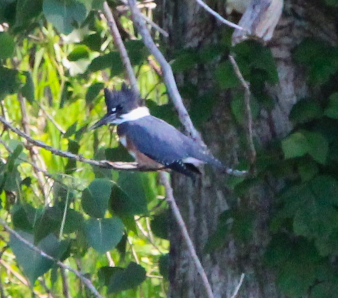 Belted Kingfisher - ML638487160