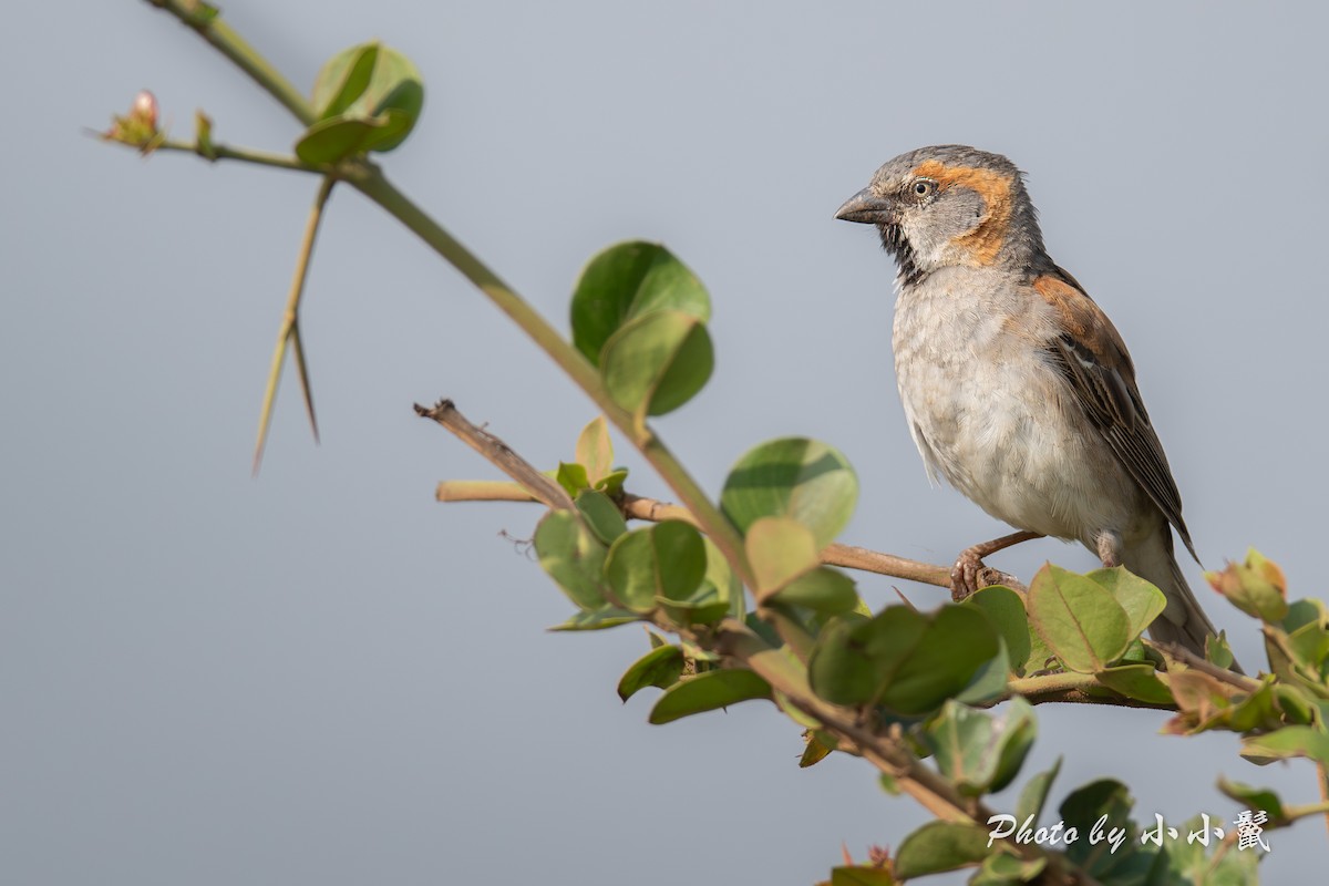 Kenya Rufous Sparrow - ML638487168