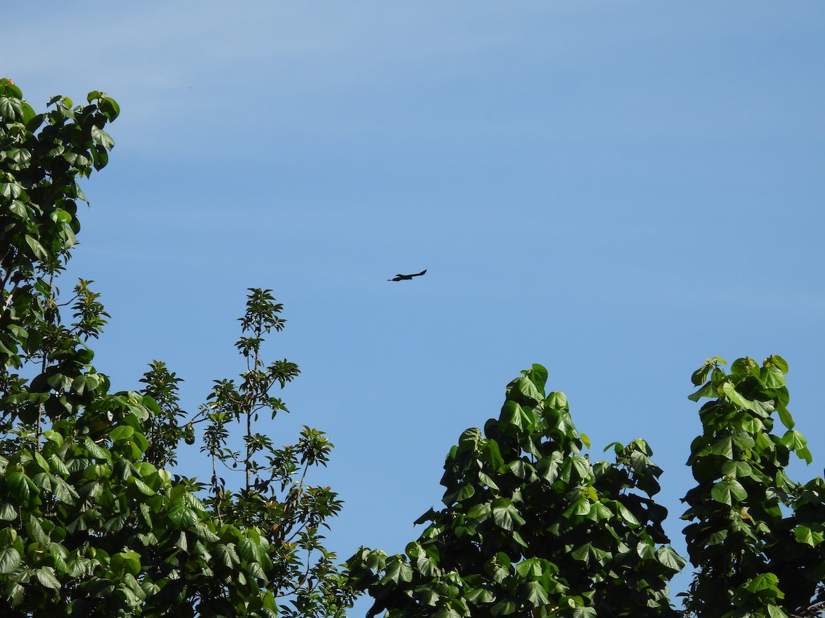 Jamaican Crow - ML638487169