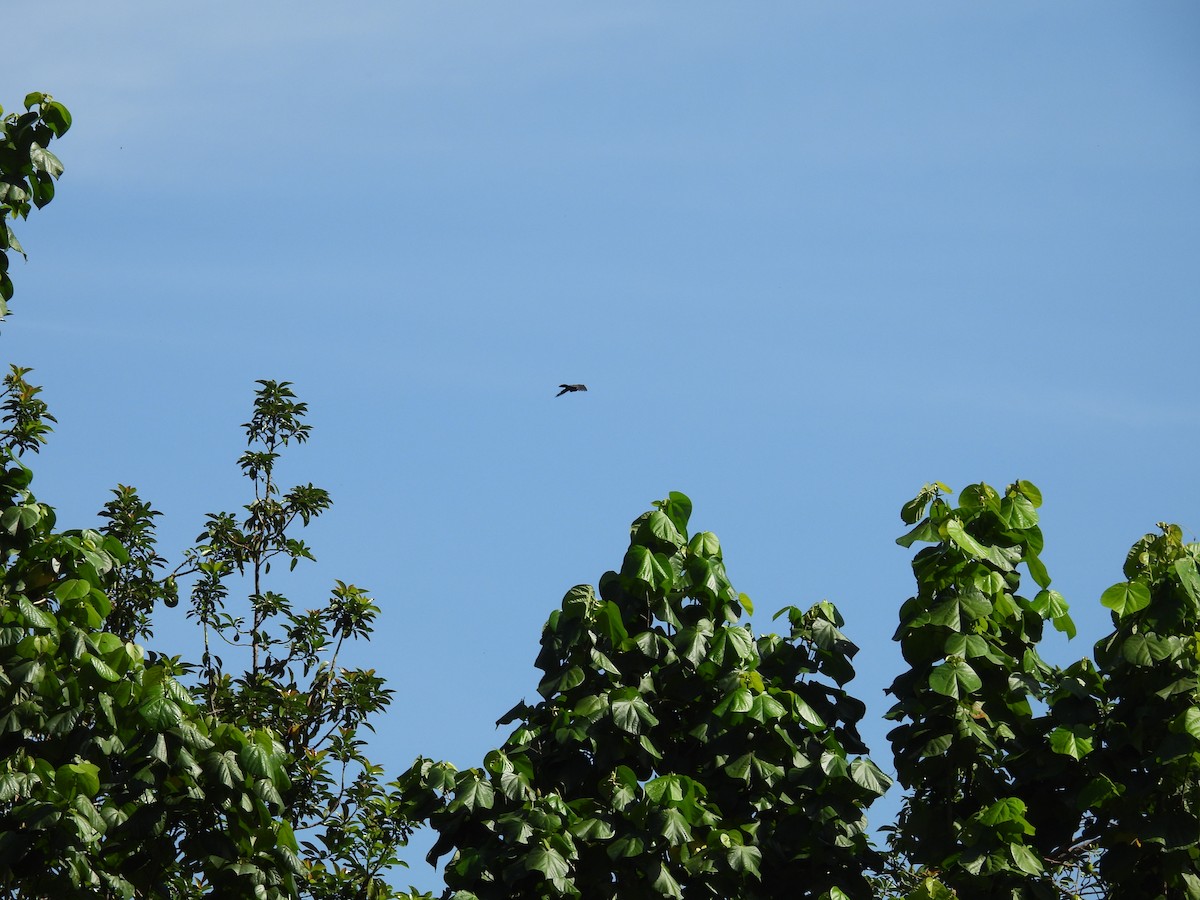 Jamaican Crow - ML638487172
