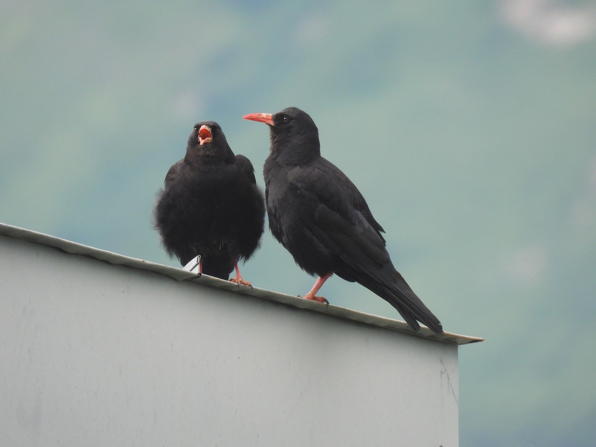 Red-billed Chough - ML638487212