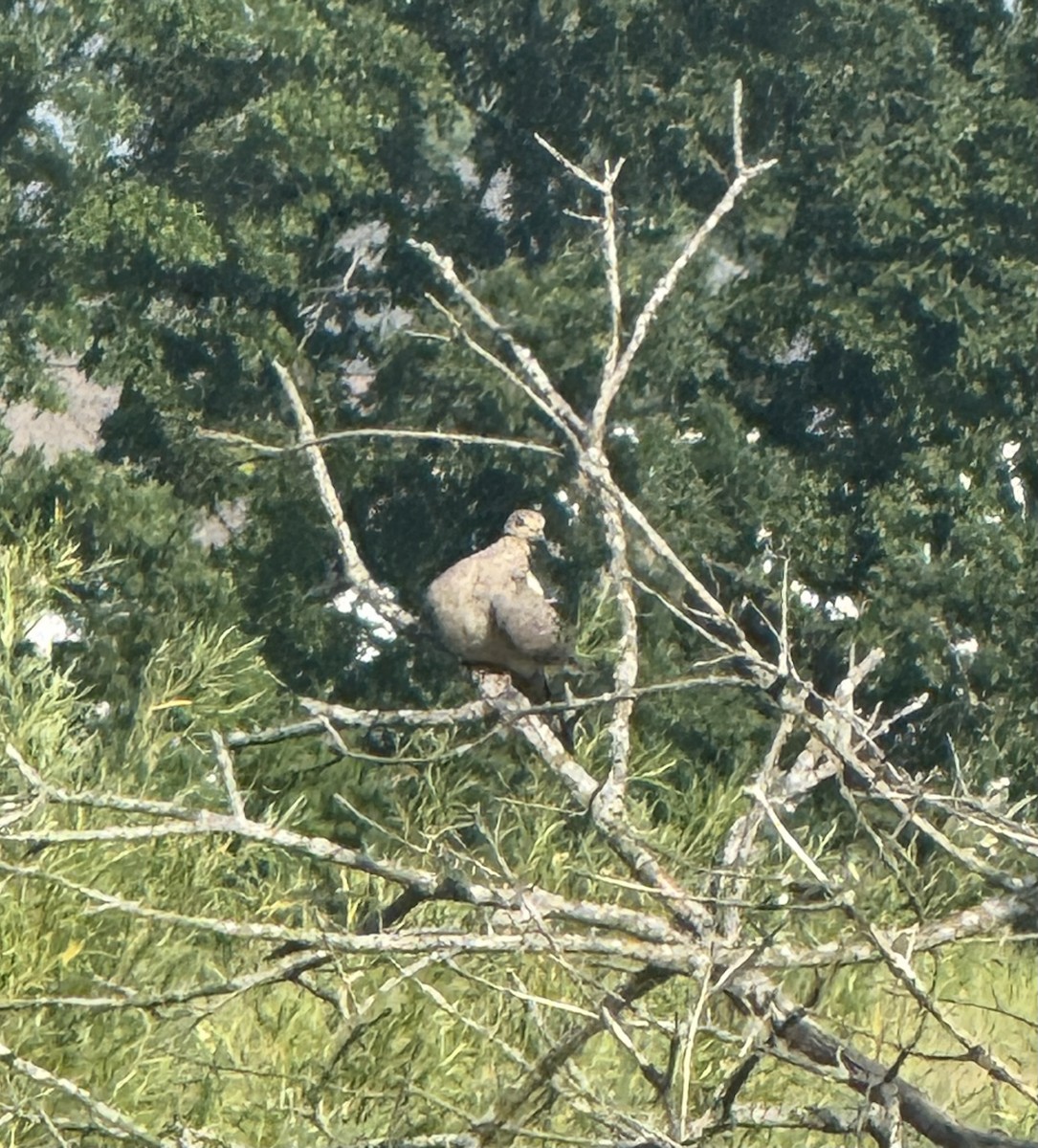 ナゲキバト - ML638487216