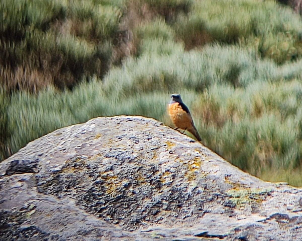 Rufous-tailed Rock-Thrush - ML638487218