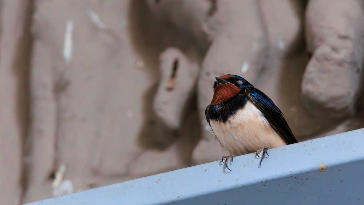 Barn Swallow - ML638487232