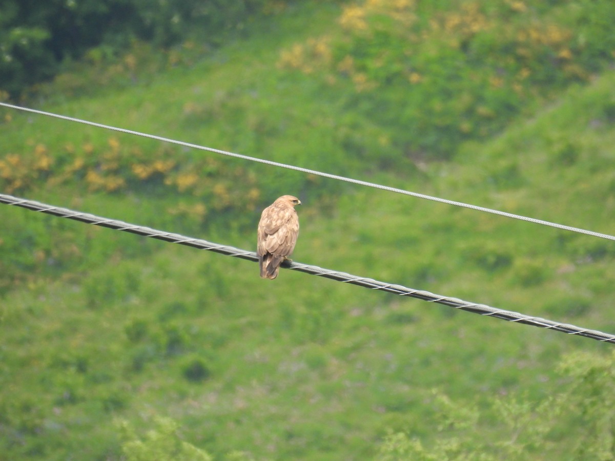 Common Buzzard (Steppe) - ML638487236