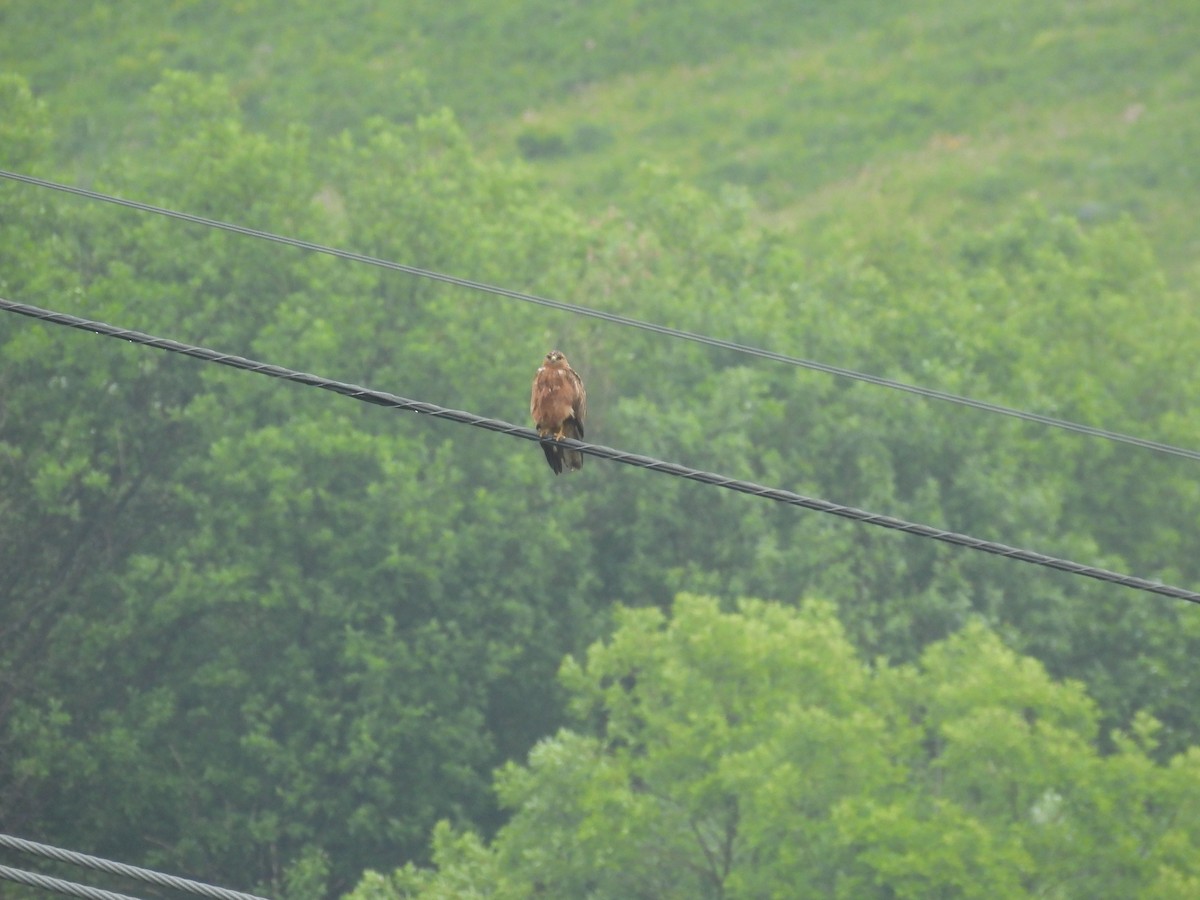 Common Buzzard (Steppe) - ML638487238