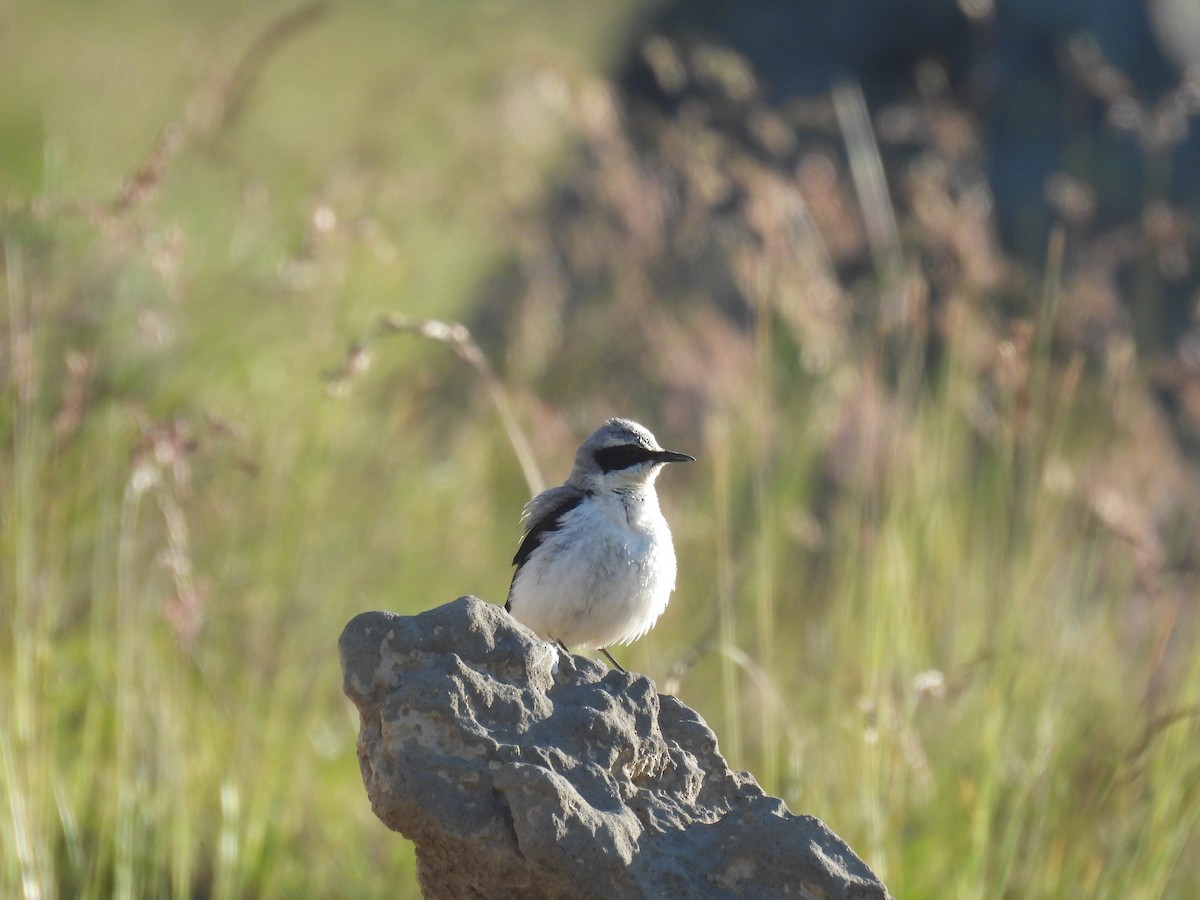 Northern Wheatear - ML638487259