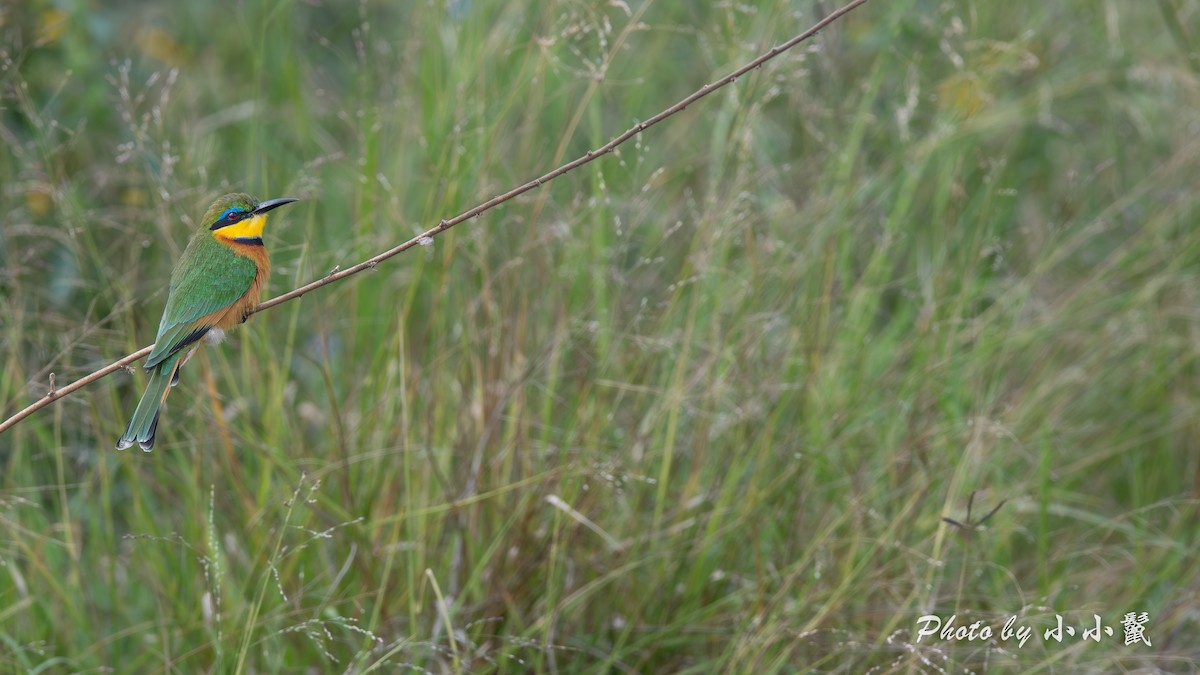 Little Bee-eater - ML638487279
