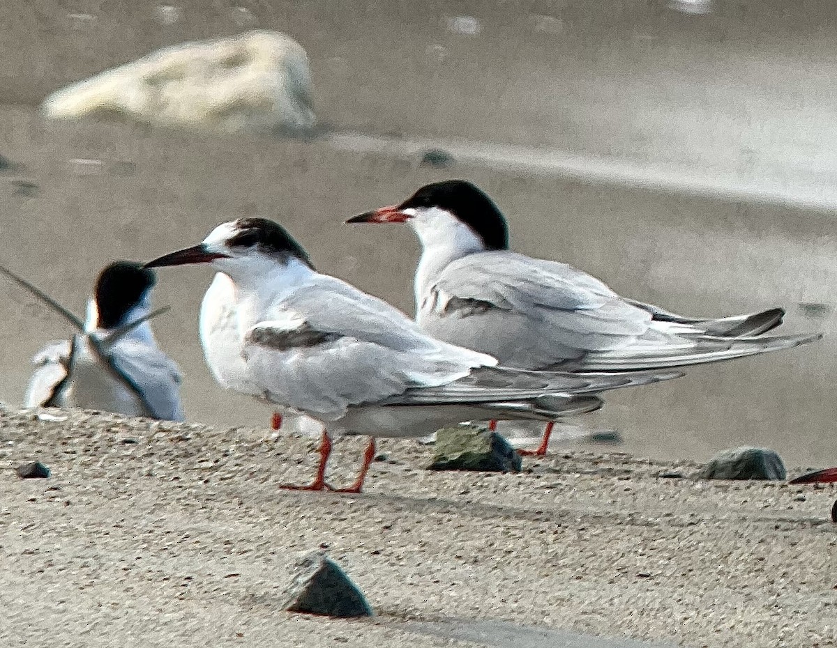 rybák obecný (ssp. hirundo/tibetana) - ML638487299