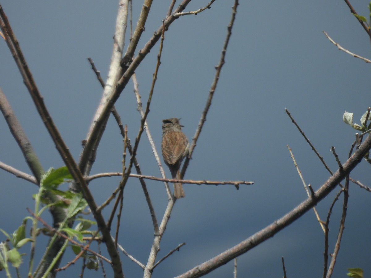 Dunnock - ML638487303