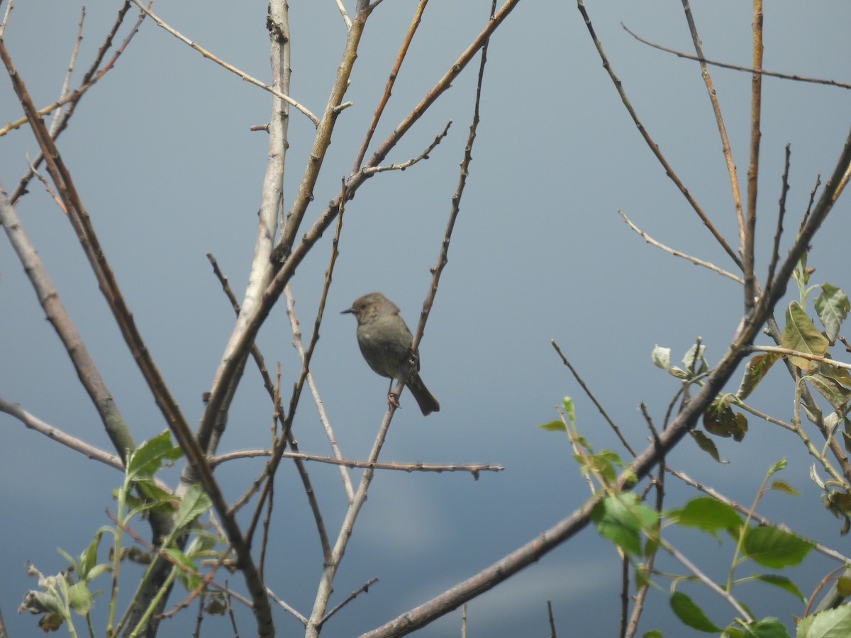 Dunnock - ML638487304