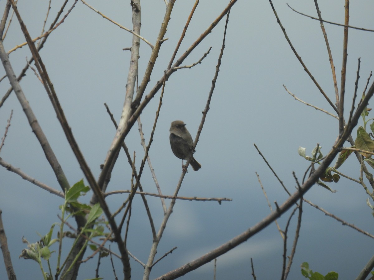 Dunnock - ML638487306