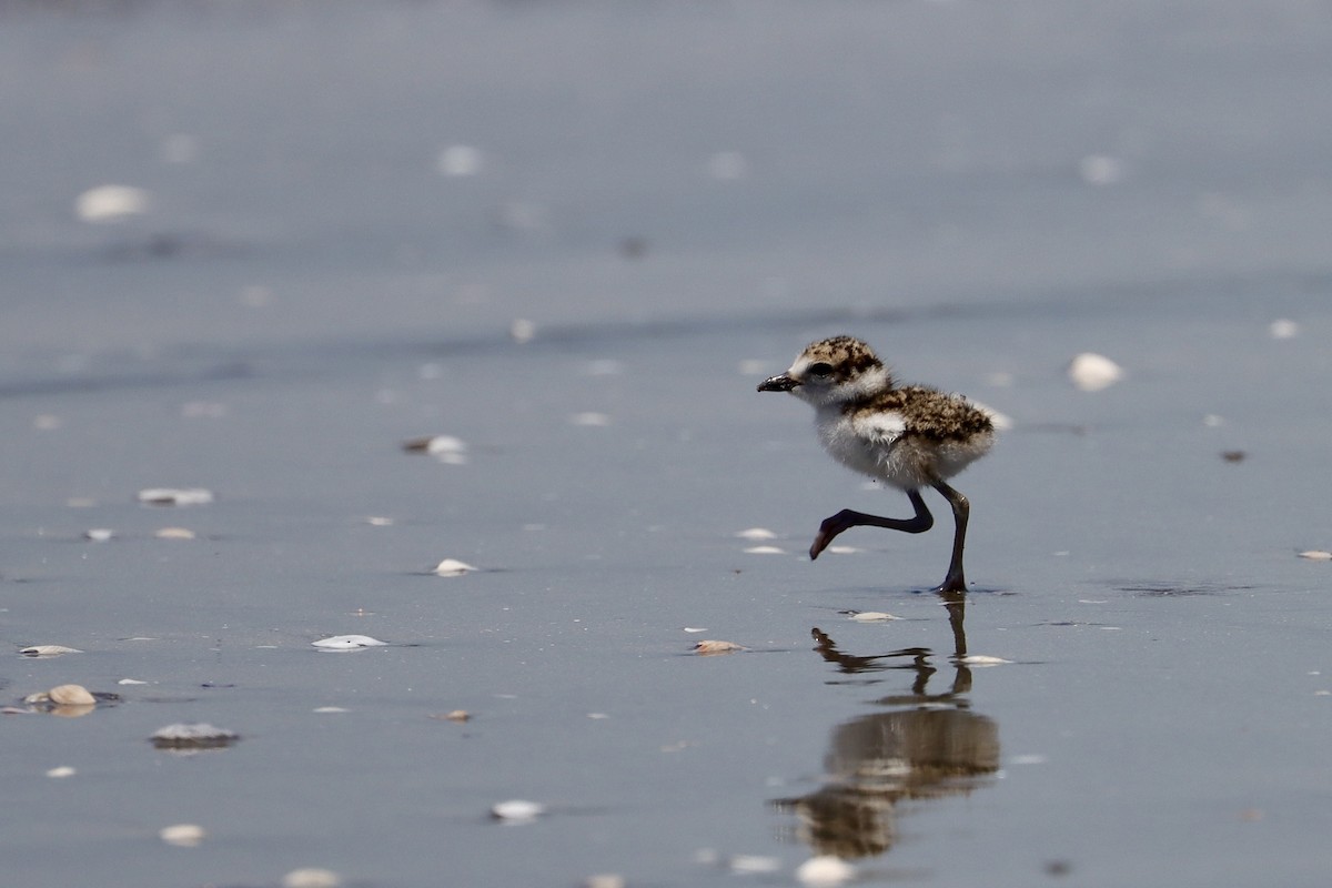 Wilson's Plover - ML638487329