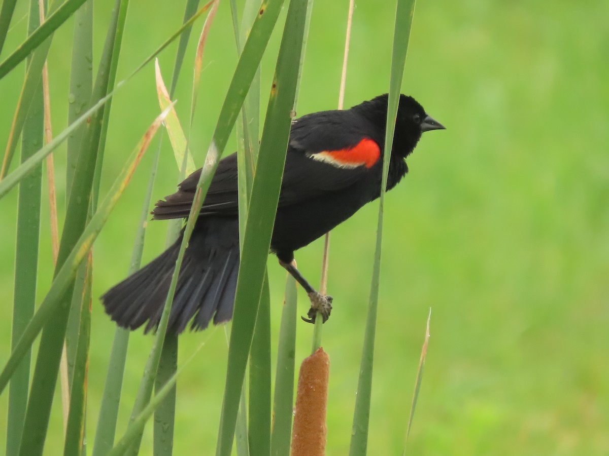 Red-winged Blackbird - ML638487335