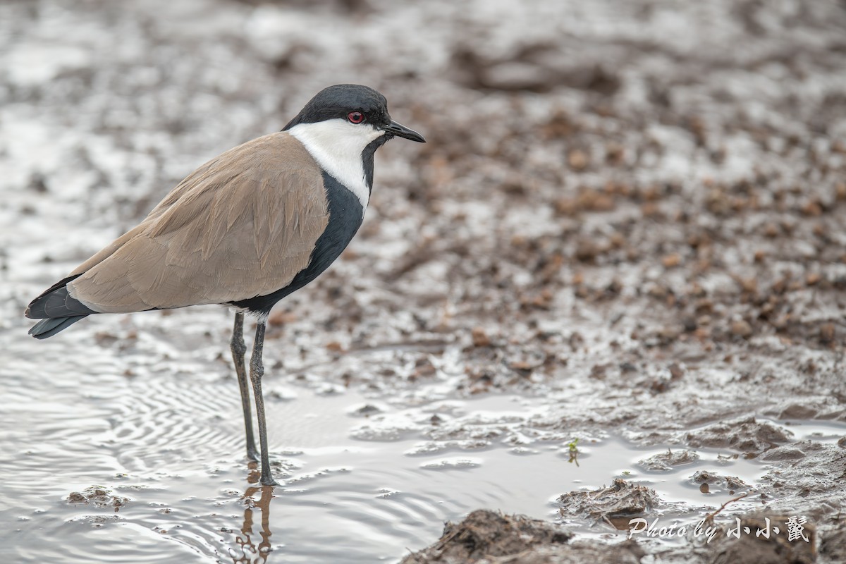 Spur-winged Lapwing - ML638487349