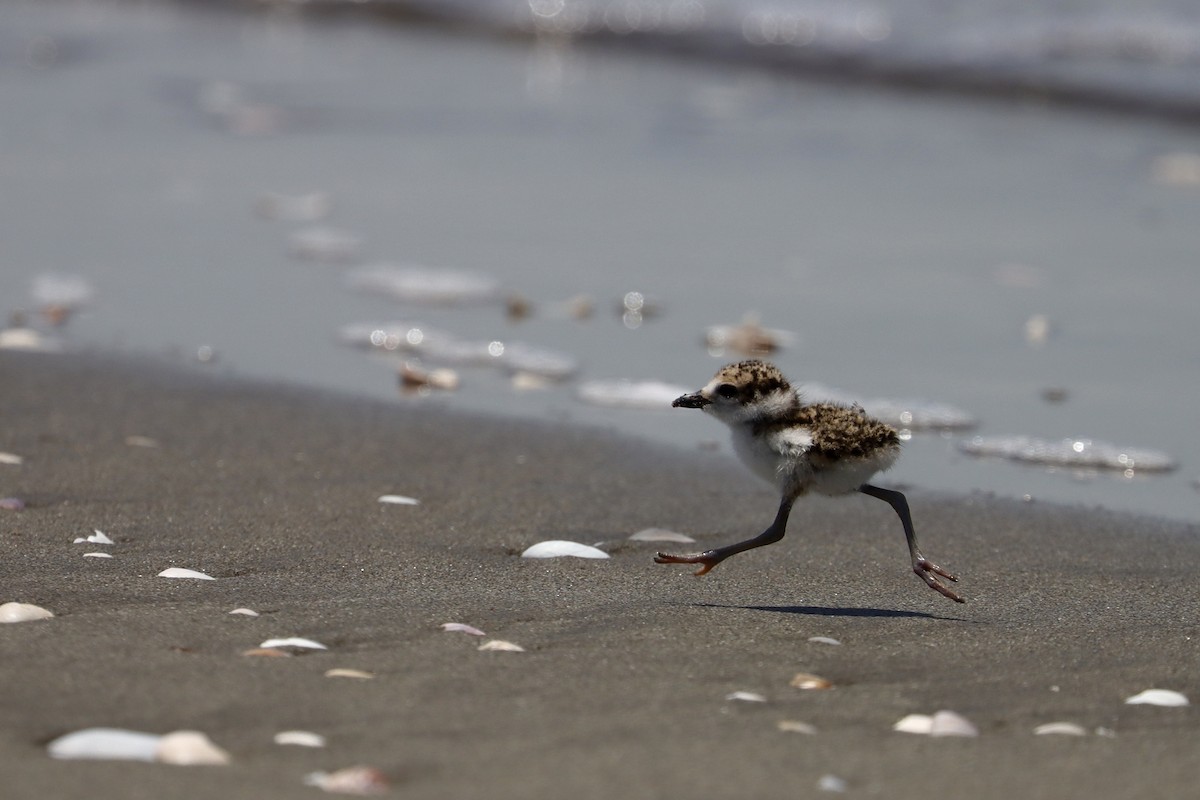 Wilson's Plover - ML638487363