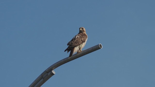 Rotschwanzbussard - ML638487381