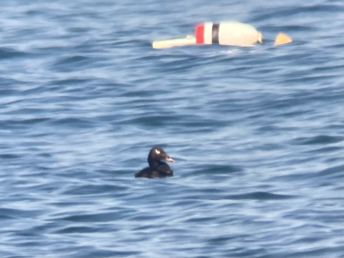 White-winged Scoter - ML638487382