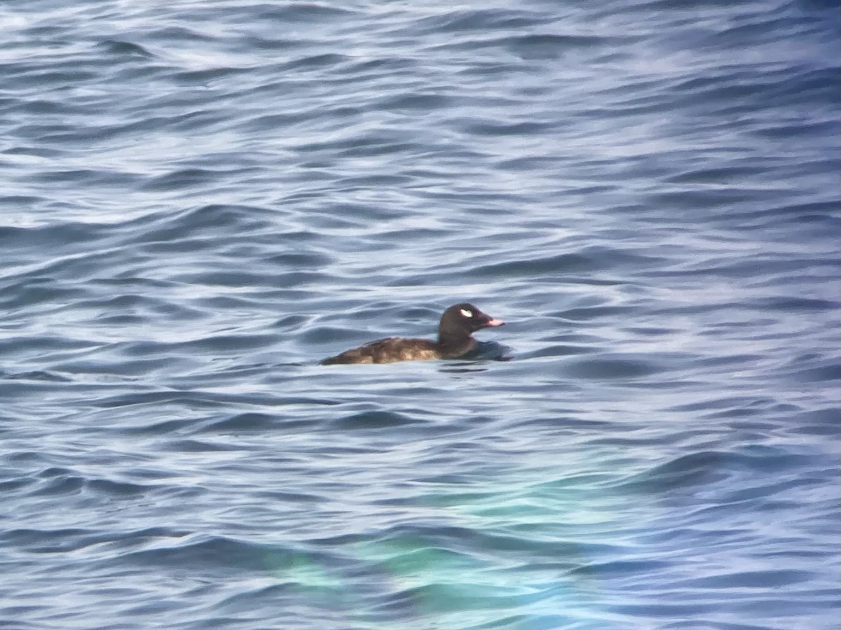 White-winged Scoter - ML638487383