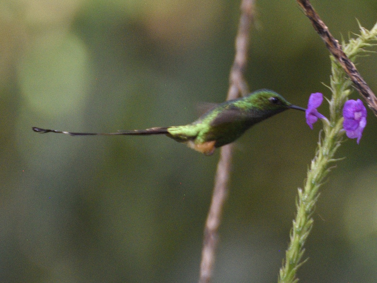 Peruvian Racket-tail - ML638487414