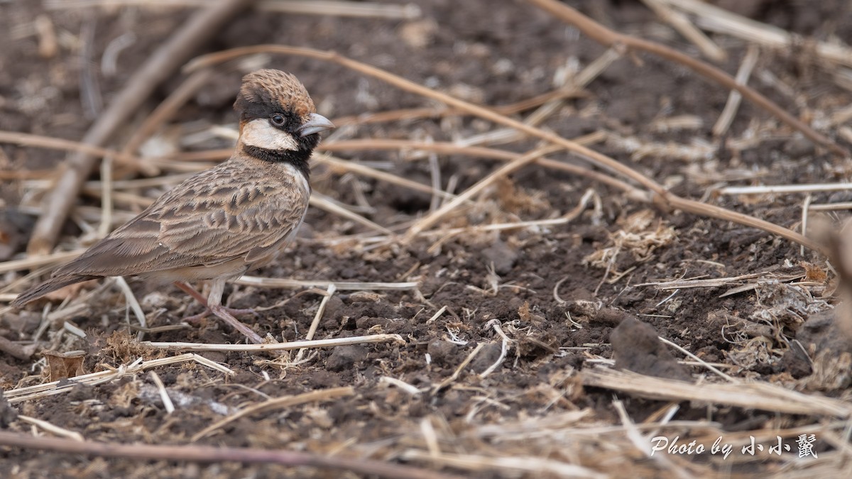Fischer's Sparrow-Lark - ML638487449