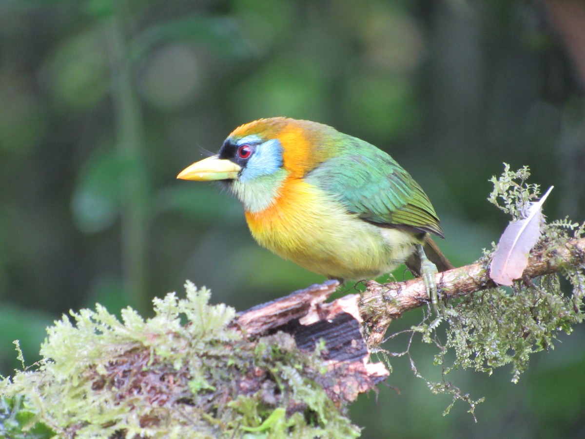 Red-headed Barbet - ML638487496