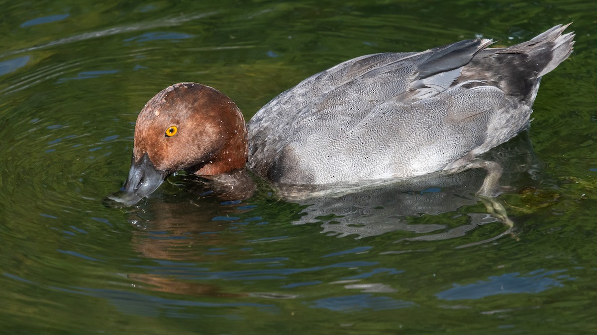 Redhead - ML638487506