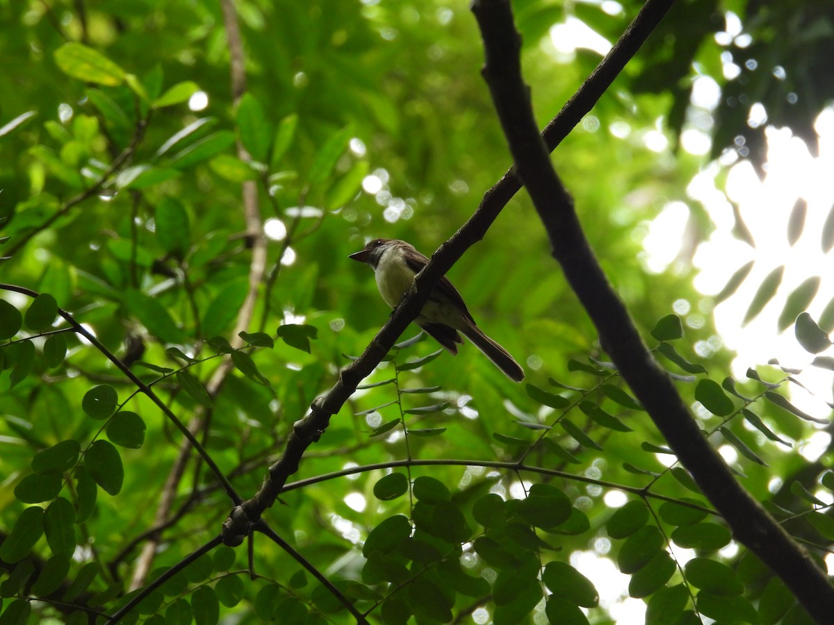 new world flycatcher sp. - ML638487513