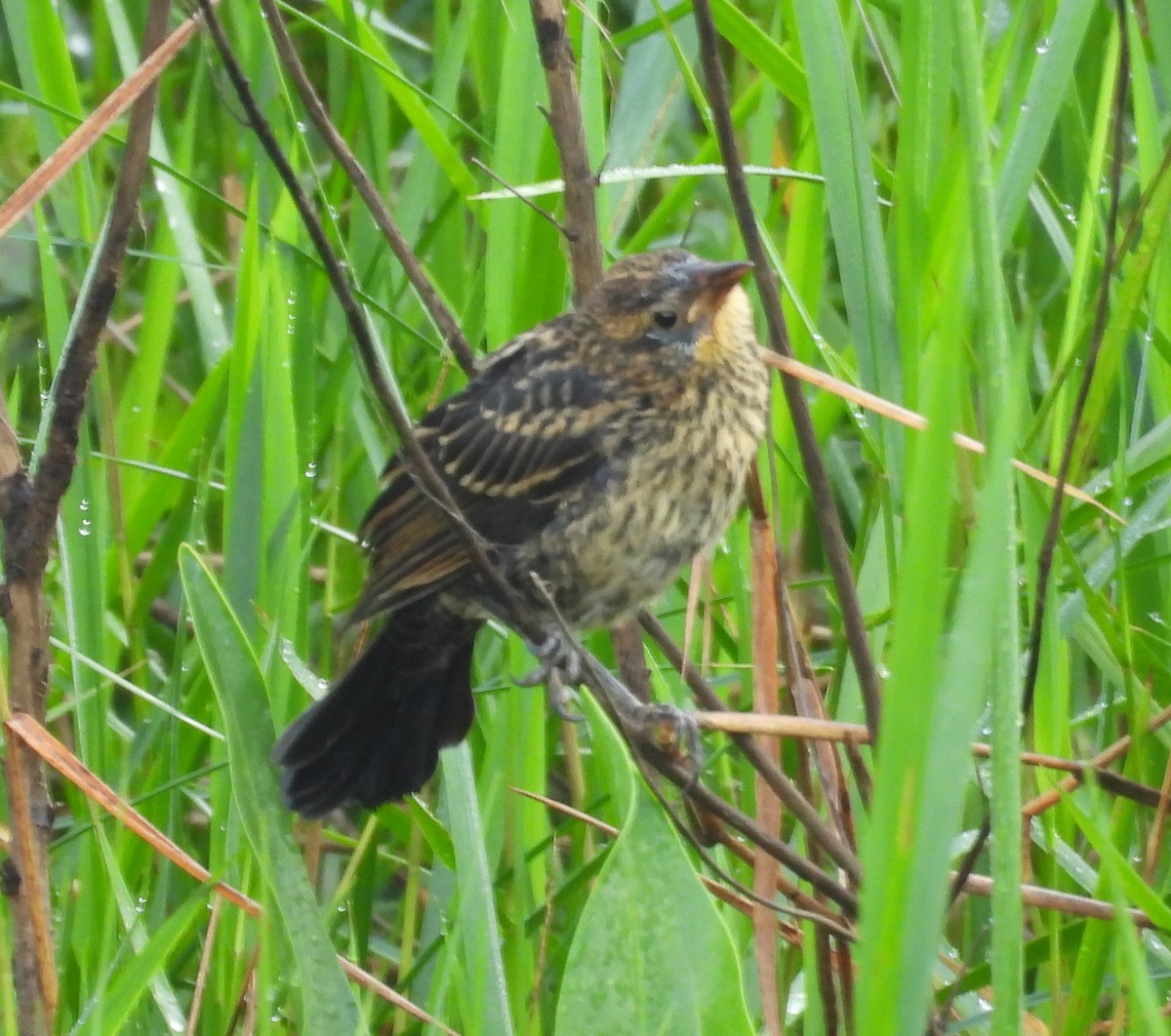 Red-winged Blackbird - ML638487523