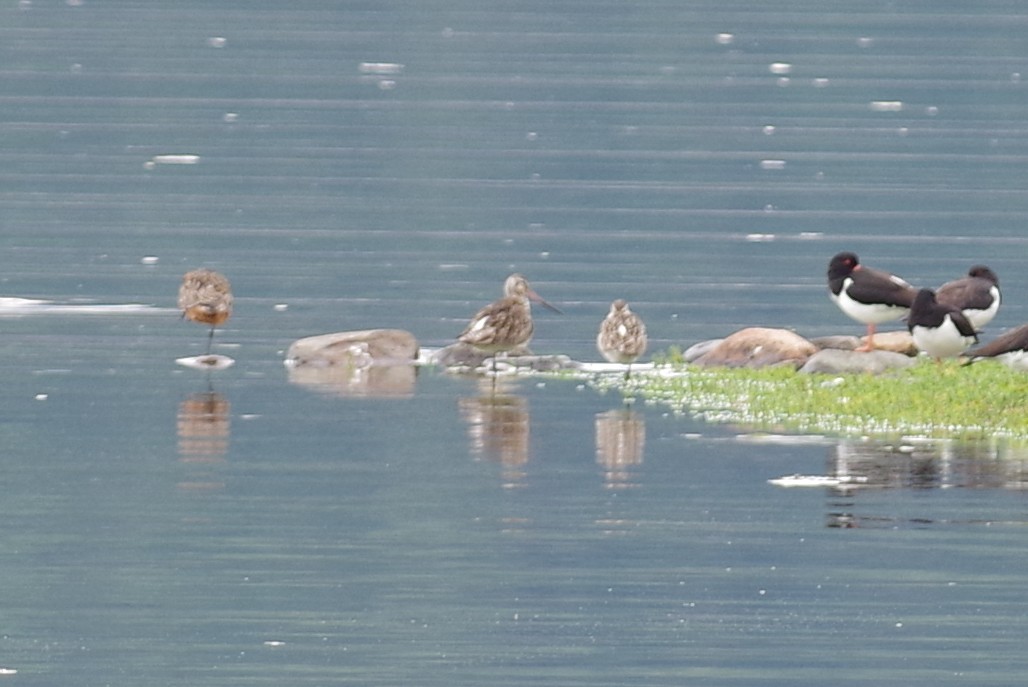 Bar-tailed Godwit - ML638487539