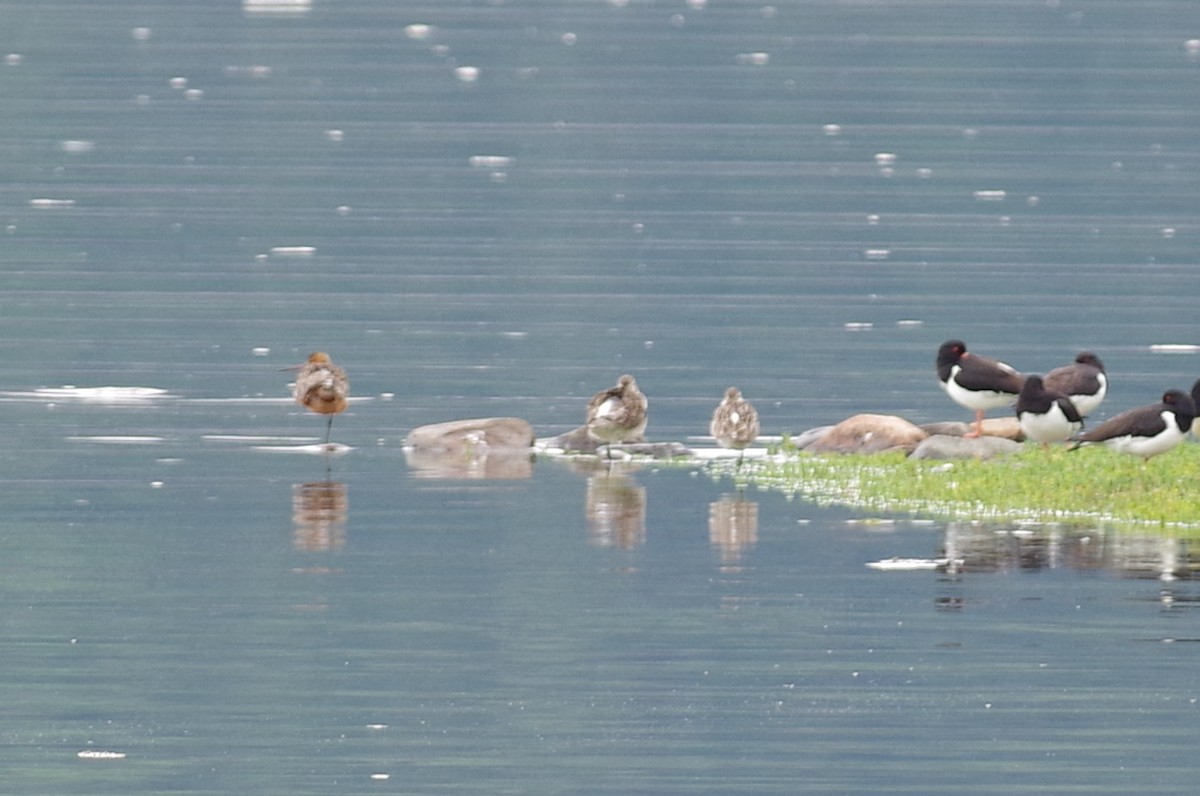 Bar-tailed Godwit - ML638487540