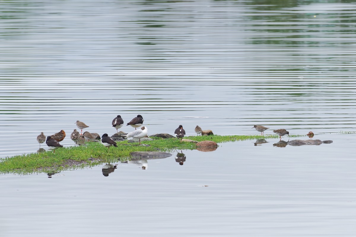 Bar-tailed Godwit - ML638487541