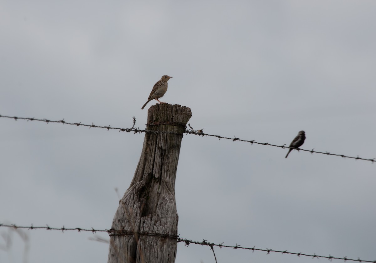 Hellmayr's Pipit - ML638487566