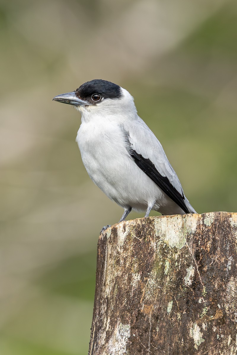 Black-crowned Tityra - ML638487573