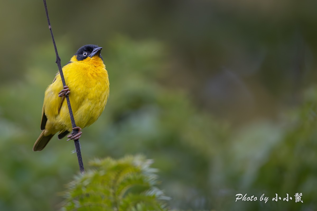 Baglafecht Weaver - ML638487576