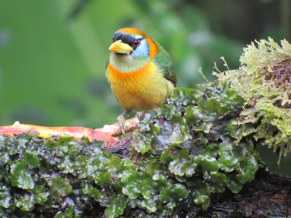 Red-headed Barbet - ML638487607