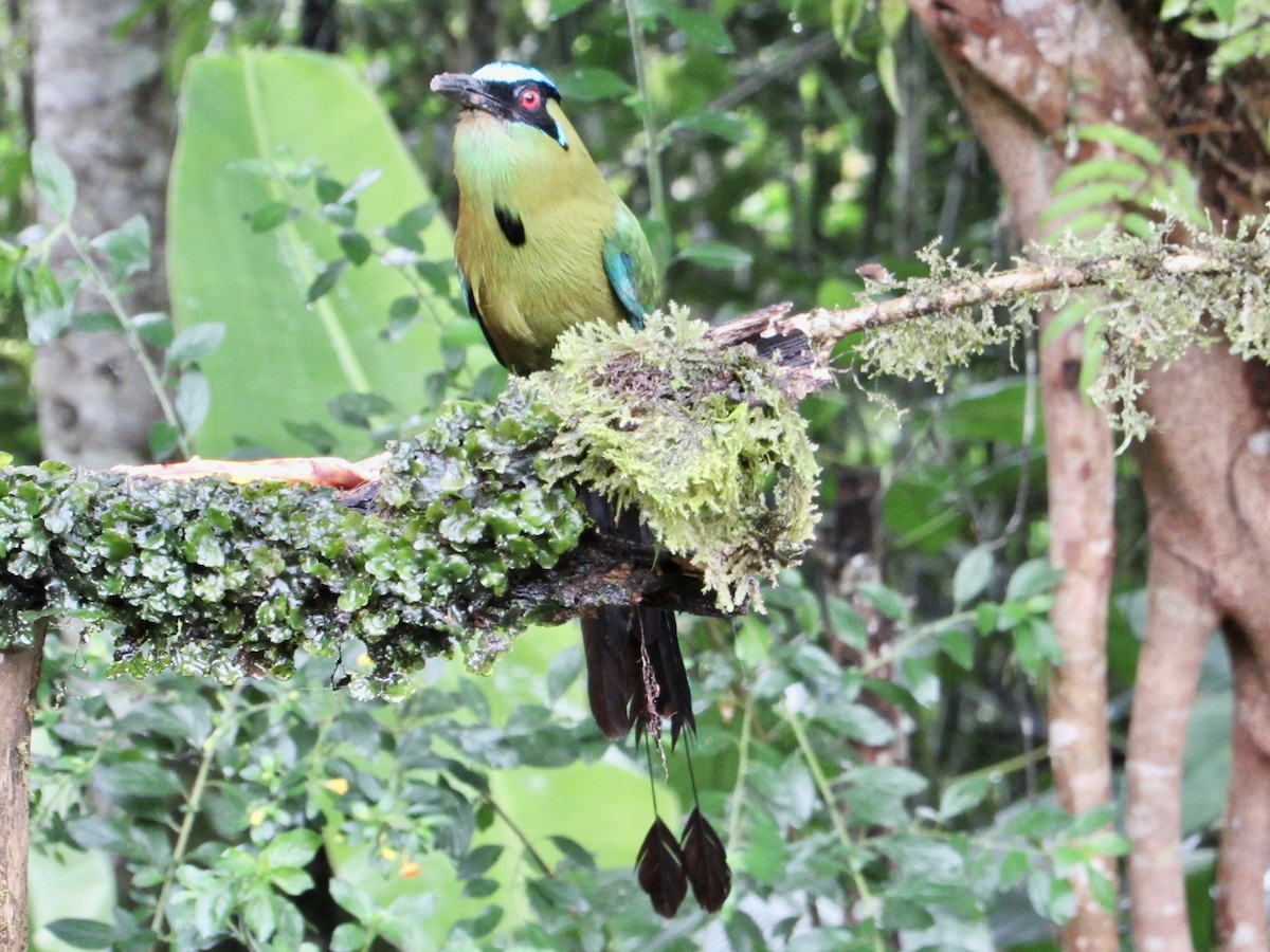Andean Motmot - ML638487619