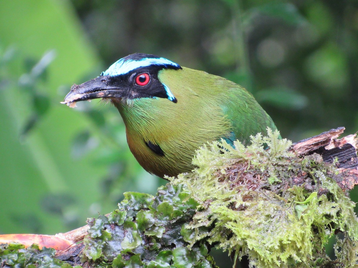 Andean Motmot - ML638487637