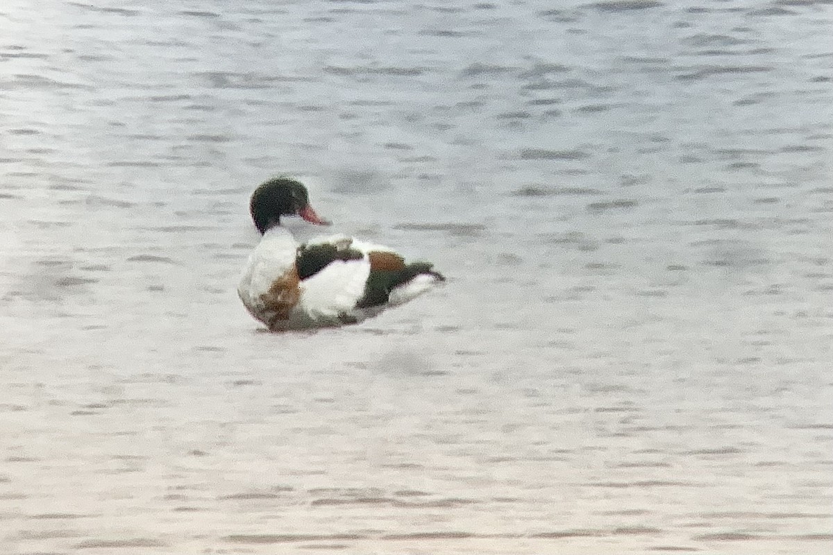 Common Shelduck - ML638487640