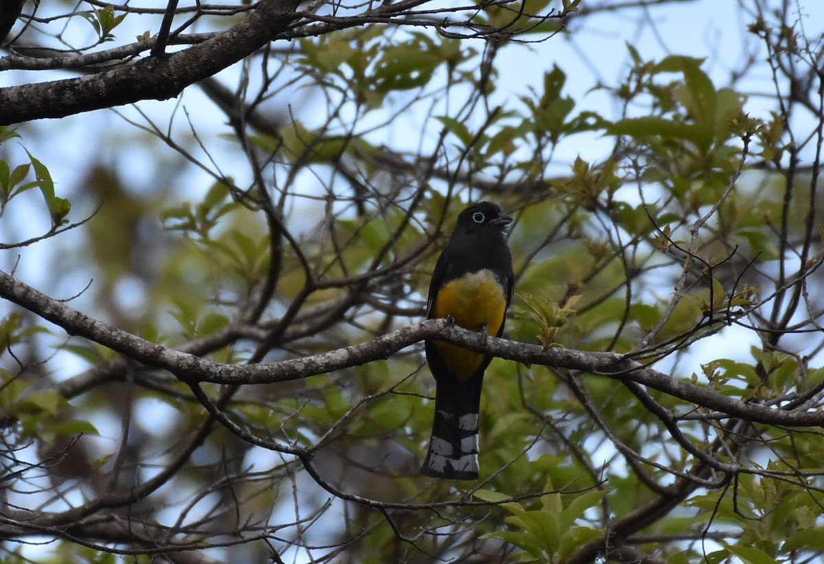 Black-headed Trogon - ML638487652