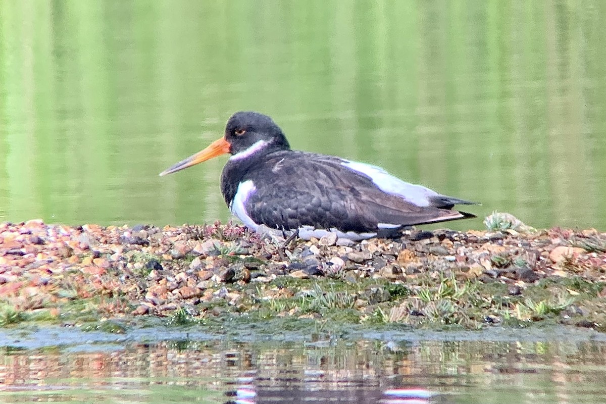 Eurasian Oystercatcher - ML638487664