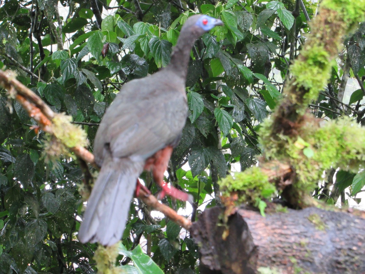 Sickle-winged Guan - ML638487666