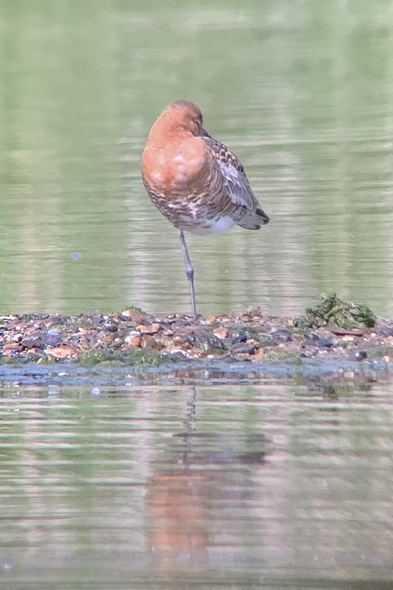 Black-tailed Godwit - ML638487668