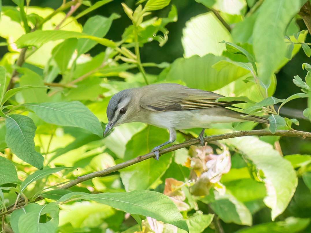 Red-eyed Vireo - ML638487675