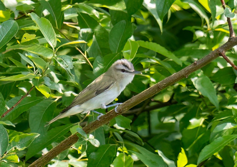 Red-eyed Vireo - ML638487676