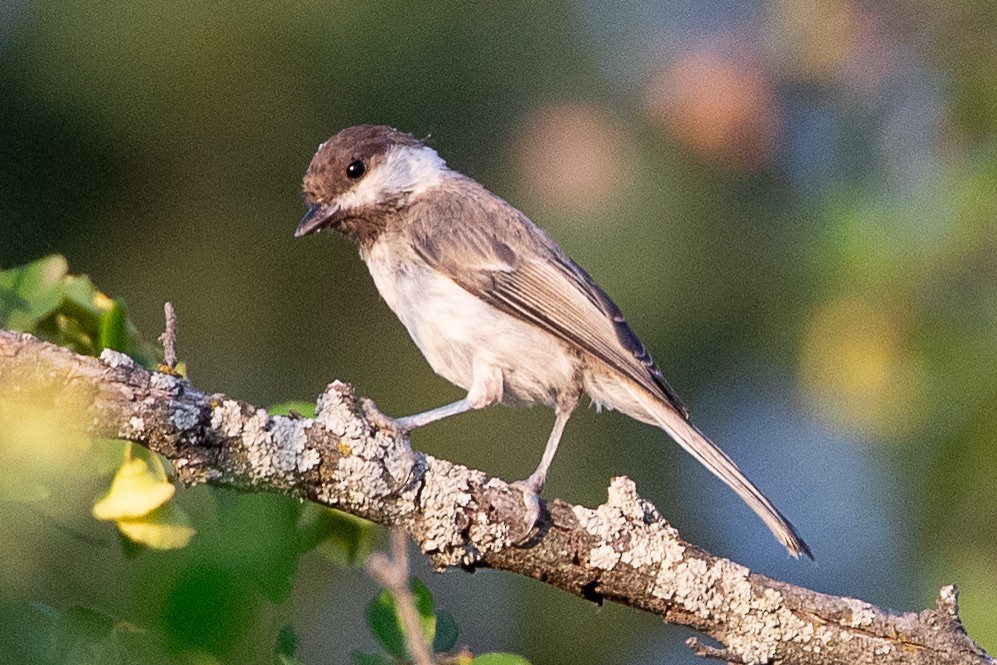 Sombre Tit - ML638487683