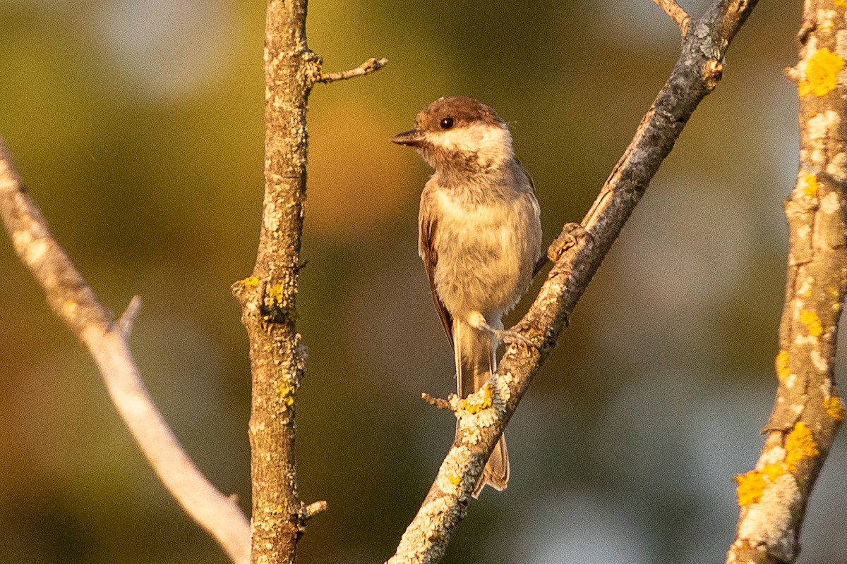 Sombre Tit - ML638487684