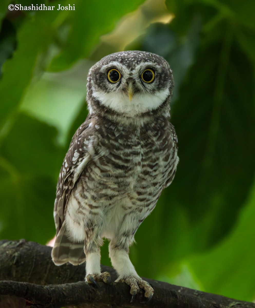 Spotted Owlet - ML638487687